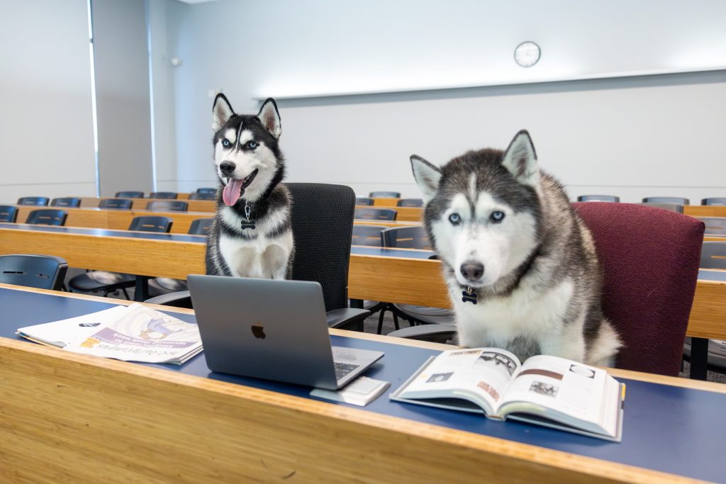 Jonathan XIV and Jonathan XV hang out in a classroom in McHugh Hall